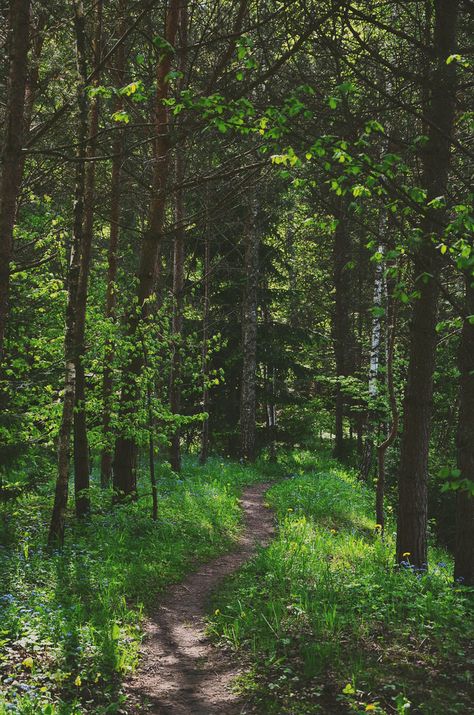 pallorde | Flickr Forest Path, Walking Paths, Garden Pathway, Walk In The Woods, Forest Landscape, Outdoor Wood, Fantasy Landscape, Nature Photos, Beautiful World