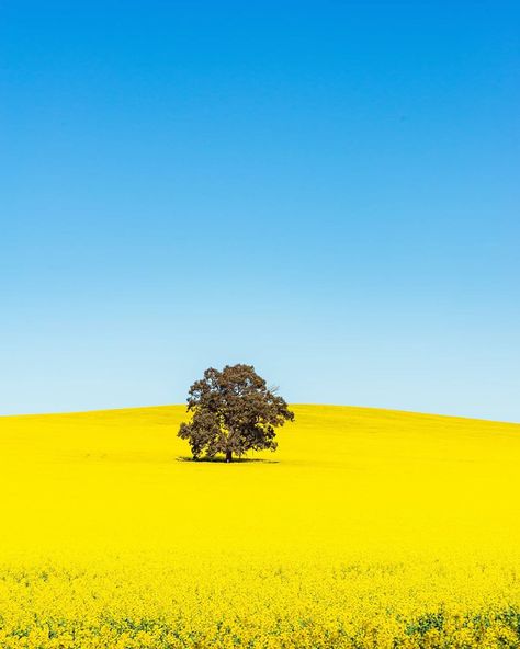 Blue skies and golden fields of canola in Thoona in Victoria's High Country 📸 via IG/jamesofbright #StaySafe Canola Fields Photography, Paint Landscape, Canola Field, Golden Fields, Farm Gate, Alpine Village, Paint Inspiration, Falls Creek, Painting Subjects