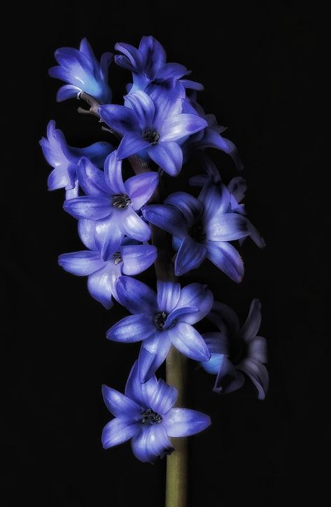 Hyacinth Wallpaper, Black Flowers Wallpaper, Phone Screensaver, Hyacinth Flower, Flowers Black Background, Dark Blue Flowers, Purple Flowers Wallpaper, Flowers Photography Wallpaper, Flowers Wallpapers