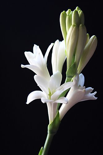 Polianthes tuberosa - amole, nardo, tuberosa, vara de San --- JoséTuberose by LogicGui, via Flickr Polianthes Tuberosa, Jasmine Flower, Moon Garden, Pansies Flowers, Idaho Falls, Most Beautiful Flowers, Polymer Clay Flowers, Clay Flowers, Botanical Flowers