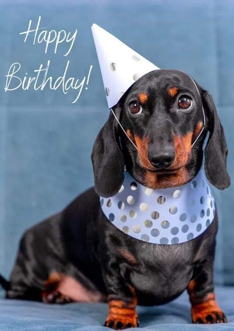 Dachshund Birthday Wishes, Happy Birthday With Dogs, Happy Birthday Funny Dog, Happy Birthday Dachshund, Dachshund Party, Dog Happy Birthday, Happy Birthday Animals, Dachshund Birthday, Happy Birthday Cat