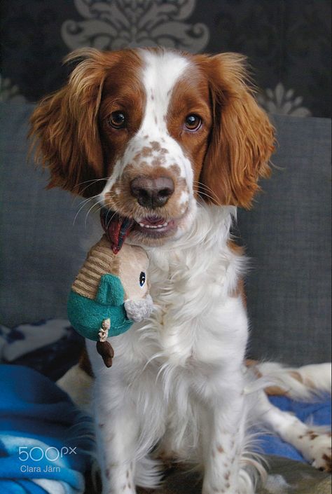 Welsh Springer Spaniel Puppies, Springer Spaniel Puppy, Setter Puppies, Red And White Setter, Springer Spaniel Puppies, Welsh Springer Spaniel, Bird Dog, English Springer Spaniel, Bird Dogs