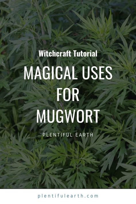 Magical Properties of Mugwort | Mugwort Materia Magicka » Plentiful Earth Mugwort Oil, Mugwort Tea, Psychic Dreams, Magic Herbs, Magical Herbs, Witchcraft Spell Books, Magical Life, Herbal Magic, Spells Witchcraft