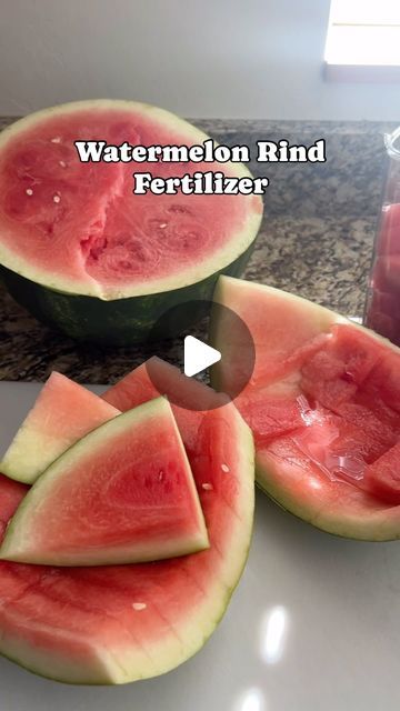 Tiff | Home & Lifestyle + DIY on Instagram: "Did you know this? 🍉 

The leftover rinds of a watermelon are great to add to your compost.  They’re a rich source of nutrients, including nitrogen, calcium, potassium, trace minerals, and fiber. They will had moisture to your soil and it’s an eco friendly way to feed your garden and have zero waste 😍

Be sure to save this for later and send it to your gardening friends! Here’s how to use them up to the last scrap ⬇️ 

🍉 chop up leftover watermelon rinds 
🍉 let them soak covered in water for 24-48 hours
🍉 drain your watermelon water from the rinds and use it to water your plants. It will be rich in nutrients! 
🍉 take your rinds and toss them into your compost pile ( worms will love the rinds too 🪱 ) 

( shout out to Alyssa at @pmucrew_  f Leftover Watermelon, Watermelon Water, Compost Pile, Watermelon Rind, Be Rich, Trace Minerals, Peeling Potatoes, Plant Food, Support Small Business