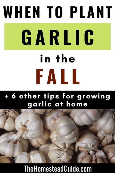 When To Plant Garlic Fall, Plant Garlic In Fall, Planting Garlic In Fall In Containers, How To Plant Garlic In The Fall, How To Grow Garlic Indoors, How To Grow Garlic From A Clove, How To Grow Garlic, Grow Garlic From Clove, Growing Garlic In Containers