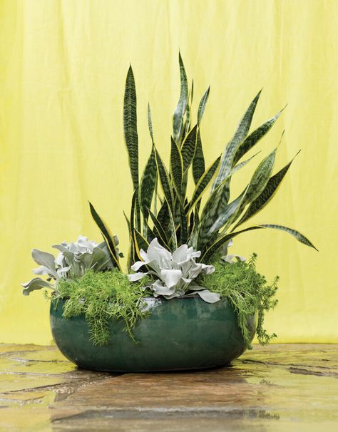 Planter Arrangements Indoor, Snake Plant Arrangement Indoor, Plant Arrangements Outdoor, Indoor Plant Arrangement Ideas, Indoor Plant Arrangements, Houseplant Arrangements, Snake Plant Arrangement, Plant Arrangements Indoor, Plant Container Ideas