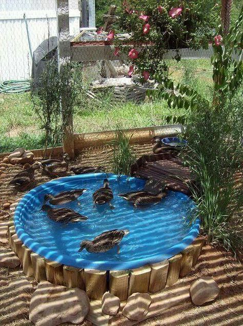 Reban Ayam, Backyard Ducks, Duck Coop, Pool Hacks, Duck House, Pond Ideas, Duck Pond, Building A Chicken Coop, Backyard Chicken Coops