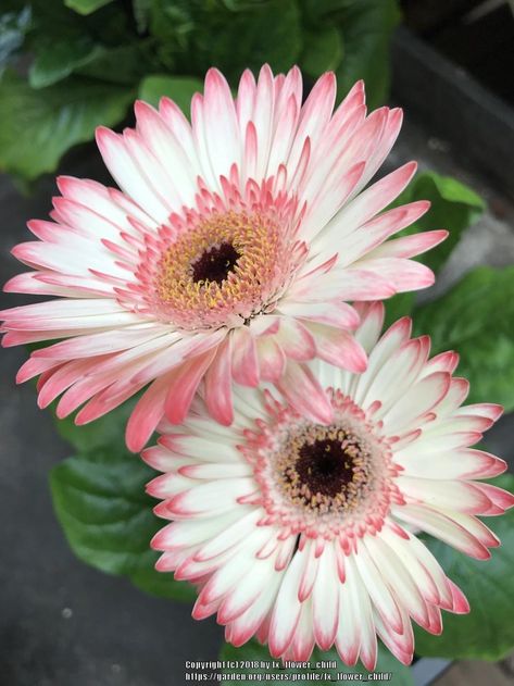 Photo of Gerbera Daisy (Gerbera jamesonii) uploaded by tx_flower_child Gerbera Daisy Seeds, Gerbera Jamesonii, Gerbera Flower, Flower Identification, Gerber Daisy, Sunflowers And Daisies, Gerbera Daisies, Gerber Daisies, Gerbera Daisy