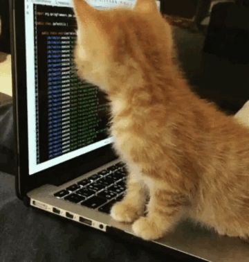 Cat Typing Gif, It Guy, Types Of Cats, Baby Kittens, Cute Animal Videos, Cat Care, Cat Gif, Funny Babies