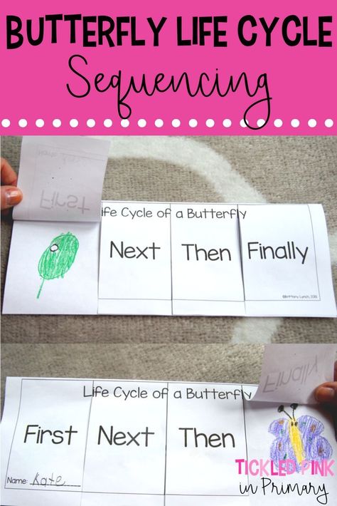 Learn about the Life Cycle of Butterflies using these sequencing resources and by growing your own butterflies. Pair these activities with The Very Hungry Caterpillar for added fun! Caterpillar Stages Butterfly Life Cycle, Life Cycle Of A Butterfly Sequence Cards, Parts Of A Butterfly Kindergarten, Life Cycle Of A Butterfly Kindergarten, Lifecycle Of A Butterfly Activities, The Very Hungry Caterpillar Life Cycle, Butterfly Life Cycle First Grade, Life Cycle Of A Butterfly Anchor Chart, Butterfly Stages Life Cycles