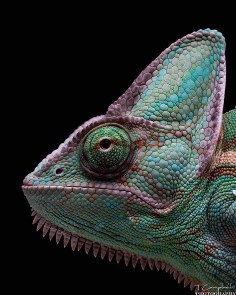 Veiled chameleon. Veiled Chameleon, Chameleons, Veil, Animals, Color, Instagram, Art