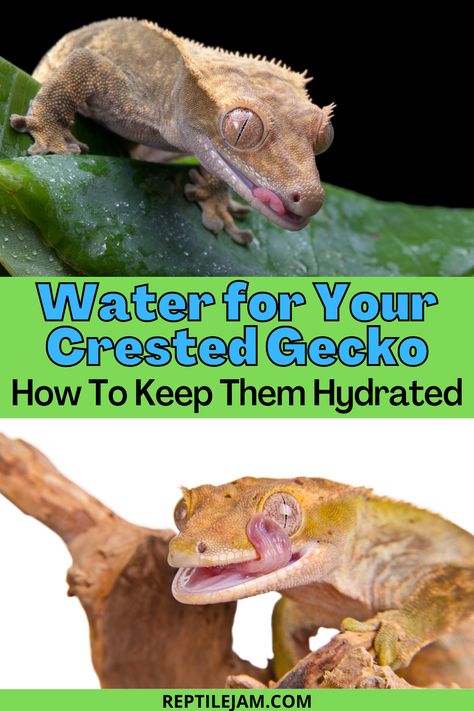 How long can crested geckos go without water? Let's take a look at how much water your crestie needs, and how best to keep them hydrated. #crestedgecko #geckos #exoticpets #petreptiles #reptiles Diy Crested Gecko Hide, Crested Gecko Habitat, Crested Gecko Care, Leopard Gecko Care, Gecko Habitat, Crested Geckos, Reptile Care, Water Station, Bone Diseases