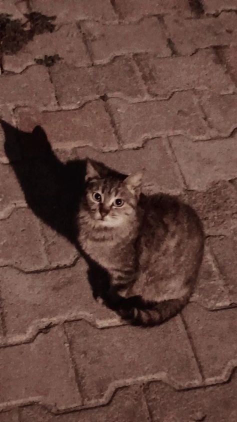 Stray Cat Photography, Stray Cat Aesthetic, Spider Sona, Aesthetic Cats, Red Street, Monster Crafts, Stray Cats, Unfortunate Events, Striped Cat