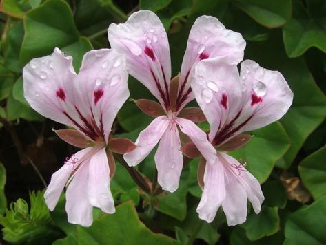 Pelargonium Peltatum, South African Flowers, Windowsill Plants, African Plants, Rose Gardens, African Flowers, Flowering Plants, Modern Garden, Geraniums