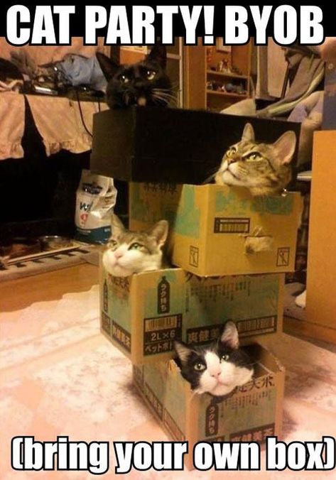 Box Party BYOB | Cats | Know Your Meme Mary Margret, Gale Hawthorne, Katt Grejer, Lady Cat, Söt Katt, Pictures Funny, Two Cats, Leo Valdez, Cat Box