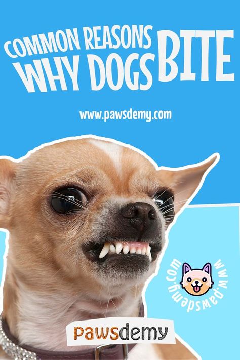 Learn 7 Effective Strategies to Stop Your Dog from Biting Stop Dog From Biting, Happier Life, Dog Biting, Dog Behavior, How To Train Your, Training Your Dog, Your Pet, My Dog, Happy Life