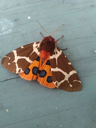 Moth Reference, Garden Tiger Moth, Tiger Moth, Moth Art, Beautiful Bugs, Butterfly Pictures, Insect Art, Bugs And Insects, Foto Inspiration