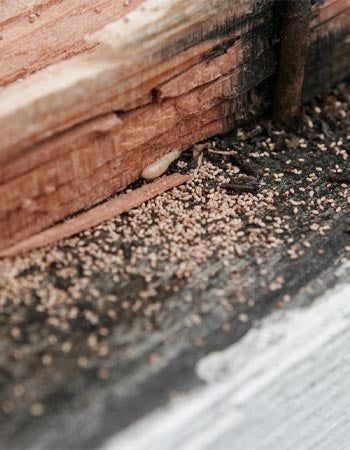 What Do Termite Droppings Look Like, and Are They a Sign of an Infestation? - Bob Vila Signs Of Termites, Drywood Termites, Flying Ants, Termite Damage, Hvac Duct, Art Studio At Home, Cleaning Guide, Duct Cleaning, Diy Flooring