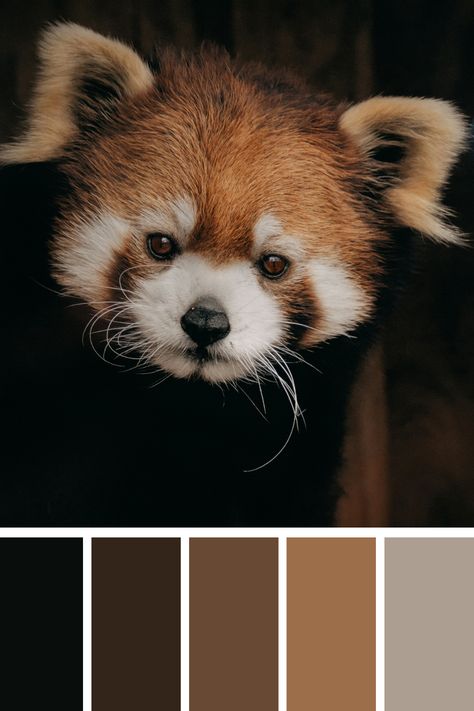 This Brown palette captures the close-up of a red panda's face, highlighting the rich, earthy hues of its fur, from warm browns and reds to creamy whites. Face Highlighting, Color Scheme Generator, Earth Colour Palette, Character Moodboard, Tone Color Palette, Earth Tone Color Palette, Color Generator, Warm Browns, Flip Image