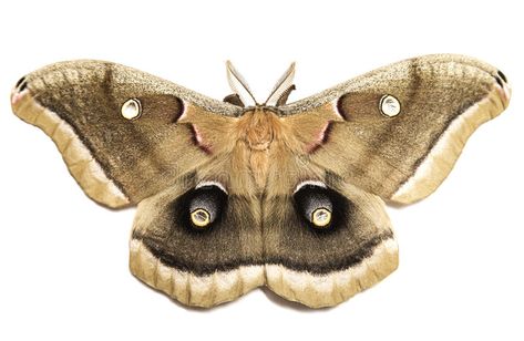 Polyphemus Moth. A Polyphemus Moth on white background , #affiliate, #Moth, #Polyphemus, #background, #white #ad Moth White Background, Polyphemus Moth, Brown Moth, Moth Art, Background White, Photo Reference, Anime Artwork, White Vintage, Moth