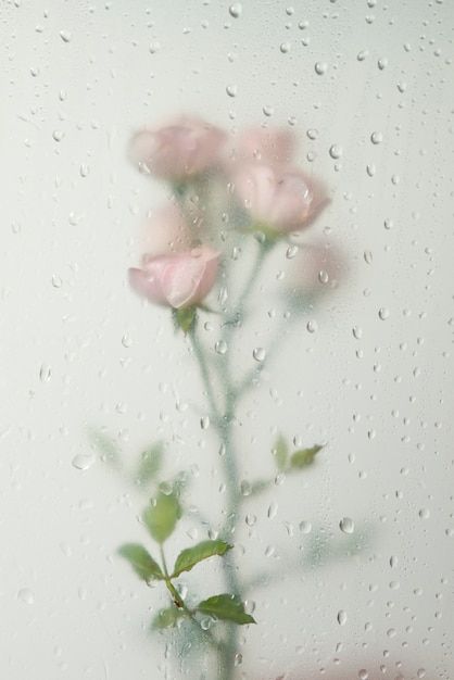 Wet Flowers, Millenial Pink, Certificate Background, Food Art Photography, Rain Wallpapers, Flower Phone Wallpaper, Phone Wallpaper Images, Painting Wallpaper, Rose Flowers