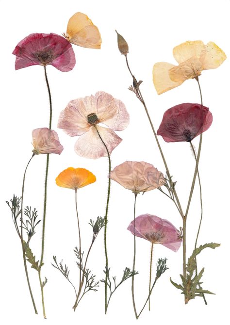 Pressed Flower Art Print Poppy Meadow Flowers For Collage, Dried Flowers Background, Pressed Flowers Aesthetic, Flower Press Art, Flower Collage Art, Pressed Flower Paper, Pressed Flowers Art, Lavender Wall Art, Pressed Florals