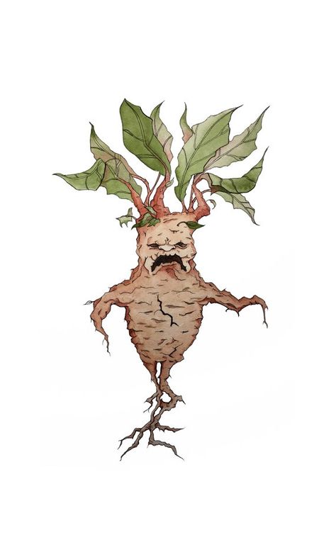 Harry Potter Mandrake, Harry Potter Wiki, Horror Photos, Harry Potter Food, Potter Art, Harry Potter Drawings, Harry Potter Fan Art, Harry Potter Art, Illustration Print