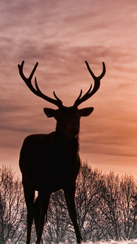 Deer Wallpaper, Deer Pictures, Deer Silhouette, Best Things In Life, Wallpaper Collection, Western Decor, Walking In Nature, The Horizon, Hd Wallpapers