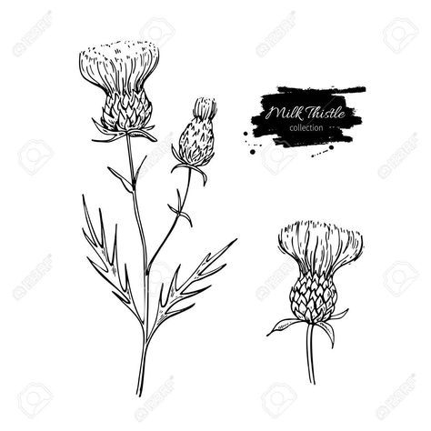 Thistle Drawing, Meadow Plants, Thistle Plant, Thistle Flower, Milk Thistle, Plant Drawing, Wild Plants, Outline Drawings, Banner Printing