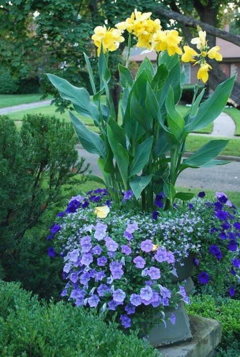 A combination of tropical cannas and petunias in a large container Canna Flower, Container Garden Design, Container Gardening Flowers, English Cottage Garden, Garden Containers, Yellow And Purple, Container Flowers, Garden Cottage, Container Plants