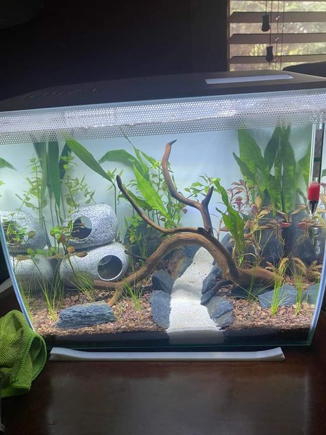 Ocean Theme Fish Tank, 20 Gallon Fish Tank Ideas, Cool Fish Tank Ideas, 10 Gallon Fish Tank Ideas, Small Aesthetic Fish Tank, Betta Tank Setup, Axolotl Tank Ideas, Aesthetic Fishtanks, Fishtank Bedroom Aesthetic