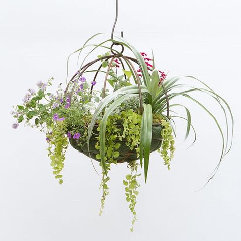 Simple Solutions for Hanging Gardens Garden Design Calimesa, CA Garden Spheres, Terrarium Diy, Hanging Garden, Hanging Planter, Hanging Basket, Garden Structures, Back To Nature, Gardening For Beginners, Garden Essentials