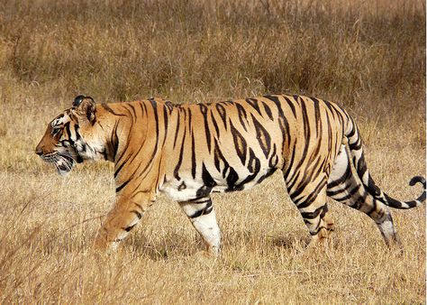 Project Tiger, Wild Cat Species, White Tiger Cubs, Tiger Photography, Leopard Painting, Cat Anatomy, Bengal Kitten, Black Jaguar, Siberian Tiger