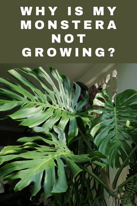 Monstera Plant Growth, Monstera Plant Problems, Best Indoor Plants For Beginners, Monstera Deliciosa Care, Monstera Peru, Monstera Plant Care, Lucky Plant, Bloom Where Youre Planted, Household Plants