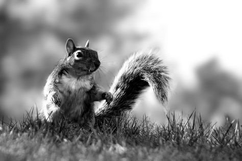 Squirrel Black And White, Grey Squirrel, Red Squirrel, All About Animals, Jonathan Adler, Black And Grey Tattoos, Cam Girls, Tattoo Sketches, Central Park