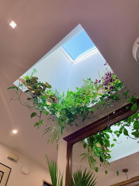 First time posting here! What do y’all think of our skylight plant shelf? : r/houseplants Skylight Plants, House Interior Ideas, Plant Shelf, Interiors Inspiration, Plant Shelves, Interior Ideas, Bookshelves, House Interior, Shells