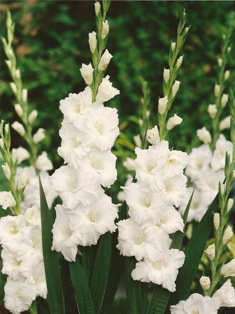 gladiolus -- My favorite flower! I especially love white, peach, plum! Red is great in the fall. Catch a good sale at Kroger & you're in for a treat! Lily Seeds, Gladiolus Flower, Altar Arrangement, Flower Identification, Gladioli, Garden Types, Line Flower, Moon Garden, White Gardens