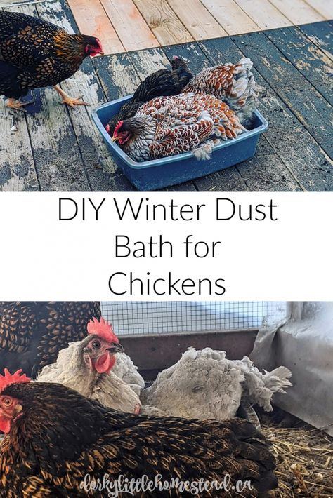 Chicken Bath Diy, Winter Dust Bath For Chickens, Dust Bath Chickens, Best Dust Bath For Chickens, Dust Bath Ideas For Chickens, Winter Coop For Chickens, Diy Chicken Dust Bath Ideas, Diy Chicken Bath, Diy Dust Bath For Chickens