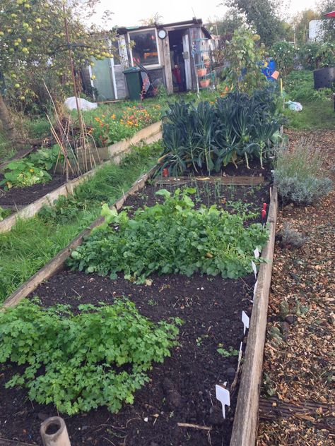 #Allotment #Garden Autumn crops Allotment Ideas, Vegetable Beds, Allotment Garden, Allotment Gardening, Garden Vegetable, Perfect Garden, Grow Your Own Food, High Resolution Picture, Board Ideas