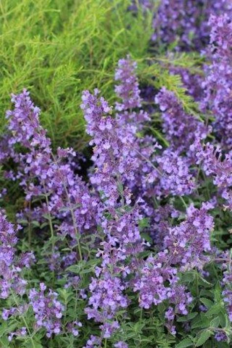 Nepeta x faassenii 'Junior Walker' White Backyard, Cat Mint, Mountain Nursery, Garden Plan, Plant Catalogs, Garden Shrubs, Attract Pollinators, Flowers Bloom, Lavender Blue