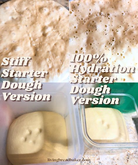 Do you know the difference between a stiff sourdough starter versus a liquid 100% hydration sourdough starter? In this post learn what makes these different types of starters unique, how the type of sourdough starter can impact a recipe, and the results in a side by side experiment! Stiff Sourdough Starter Recipe, Sourdough Starter Recipe, Starters Recipes, Sourdough Recipes, Sourdough Starter, Sourdough Bread, Dough, The 100, Baking