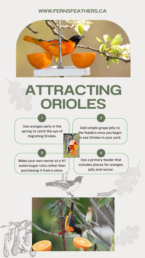 Oriole Nectar Recipe, Diy Oriole Feeder, Oriole Bird Feeders Diy, Save Animals Quotes, Oriole Bird Feeders, Natural Gardens, Baltimore Orioles Birds, Diy Jelly, Wild Birds Unlimited