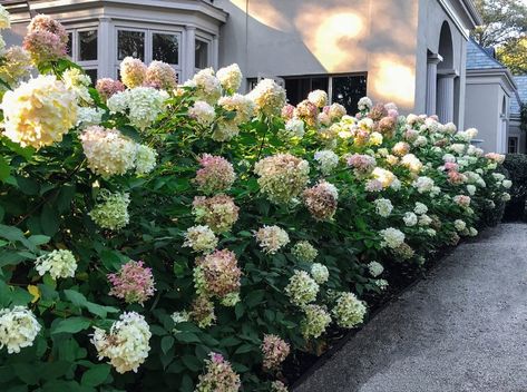 ‘Limelight’ Hydrangeas: An Autumn Gift from the Garden - he beautiful pristine white quality of these ‘Limelight’ hydrangeas at this time in the fall is a phenomenon! Just the softest blush of pink is starting to appear when they would normally have been deep russet or brown. Whether it was due to all the rain or the extended warm weather, they well deserve their own post. And if anyone had told me I would be doing a piece on hydrangeas in November I never would have believed them. Dream Landscaping, Limelight Hydrangeas, Vanilla Strawberry Hydrangea, Boxwood Landscaping, Hydrangea Tree, Fall Landscaping, Hydrangea Landscaping, Hydrangea Vase, Florida Landscaping