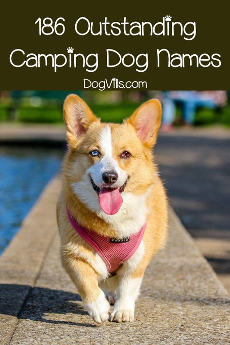 Looking for a dog name inspired by your love of the great outdoors? Check out 186 camping dog names, mountain-related names and even some trail dog names! Camping Dog, Trail Dog, Photo Party, Dog Camping, Fun Photos, Pet Sitters, Dog Signs, Dog Training Tips, Puppy Training