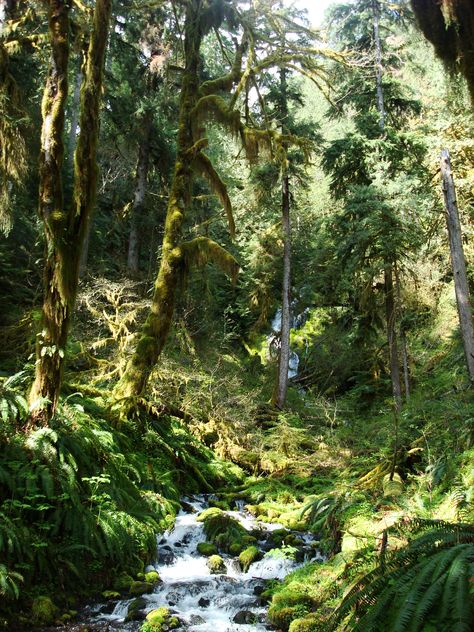 Walking through the Hoh Rainforest in Washington State. Hoh Rainforest, Pacific Northwest Travel, Washington State, Pacific Northwest, North West, Us Travel, United States Of America, Places Ive Been, Places To See