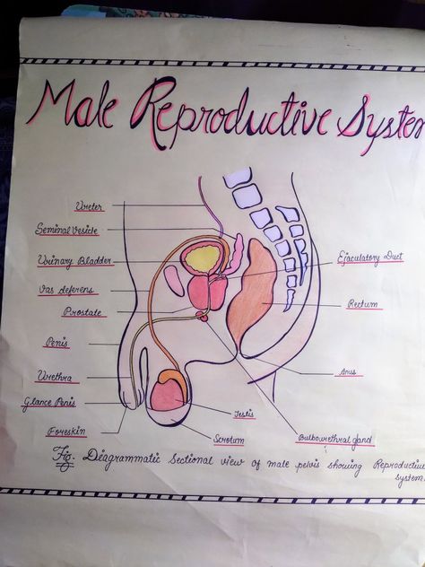 Reproductive System Drawing, Human Eye Diagram, Aesthetic Blurry Mirror Selfie, Sticky Notes Quotes, Male Reproductive System, Histology Slides, Biology Diagrams, Basic Anatomy And Physiology, Nurse Study Notes