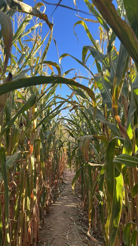 Autumn Harvest Aesthetic, Pumpkin Farm Aesthetic, Apple Farm Aesthetic, Autumn Halloween Wallpaper, Corn Maze Aesthetic, Beautiful Fall Scenery, Pumpkin Patch Aesthetic, Autumn Activity, Fall Scenery