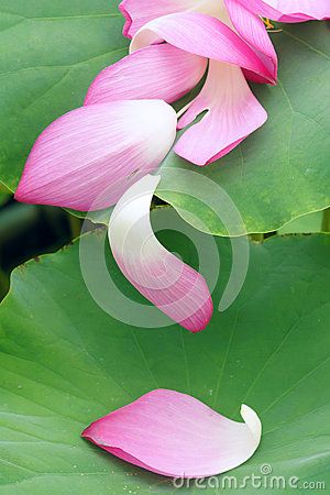 Lotus Petals Stock Photo - Image: 43167251 www.dreamstime.com600 × 900Search by image The close-up of pink falling lotus petals on green leaf. Rose Petals Drawing, Petals Drawing, Lotus Flower Drawing, Flower References, Blue Bedrooms, Lotus Petal, Makeup Easy, Simple Eye Makeup, Pink Lotus