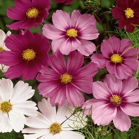 Amazon.com : Outsidepride 5 lb. Annual Cosmos Bipannatus Wild Flower Seed Mix for Planting : Patio, Lawn & Garden Cosmos Flowers, Flower Meanings, Beautiful Flowers Garden, Flowering Plants, Month Flowers, Heirloom Seeds, Wildflower Seeds, Birth Month Flowers, Bulb Flowers