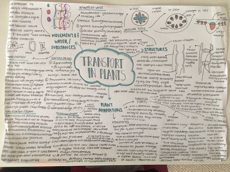 A level transport in plants revision notes  #school #study #biology #alevels Transport In Plants Notes, Transport In Plants Biology Notes, Transport In Plants, Doodle Notes Science, A Level Biology Revision, Notes Biology, Notes Science, Biology Plants, Work Hacks